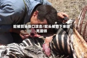 蛇被剪头张口攻击/蛇头被剪下来咬死厨师