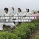 真实辅助“越乡游十三张开挂神器下载“开挂(透视)辅助神器