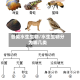 各类水生生物/水生生物分为哪几类
