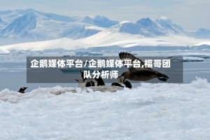 企鹅媒体平台/企鹅媒体平台,福哥团队分析师