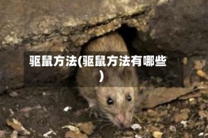 驱鼠方法(驱鼠方法有哪些)