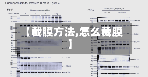 【裁膜方法,怎么裁膜】-第2张图片