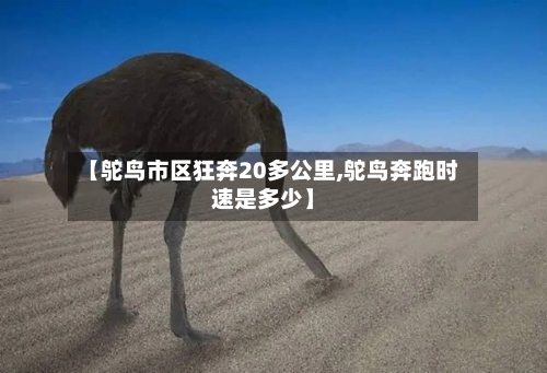 【鸵鸟市区狂奔20多公里,鸵鸟奔跑时速是多少】-第1张图片