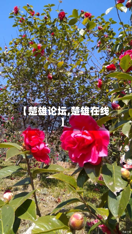 【楚雄论坛,楚雄在线】-第2张图片