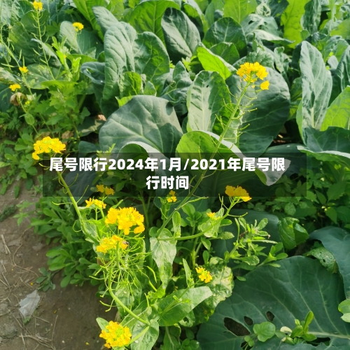 尾号限行2024年1月/2021年尾号限行时间-第2张图片