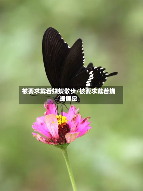 被要求戴着蝴蝶散步/被要求戴着蝴蝶睡觉-第1张图片