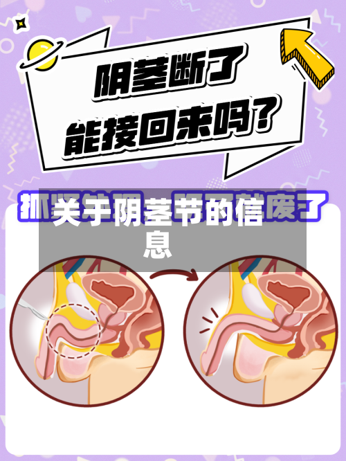关于阴茎节的信息-第1张图片