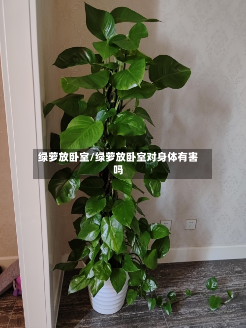 绿萝放卧室/绿萝放卧室对身体有害吗-第1张图片