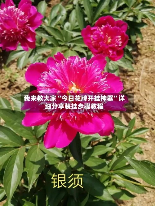 我来教大家“今日花牌开挂神器”详细分享装挂步骤教程-第1张图片