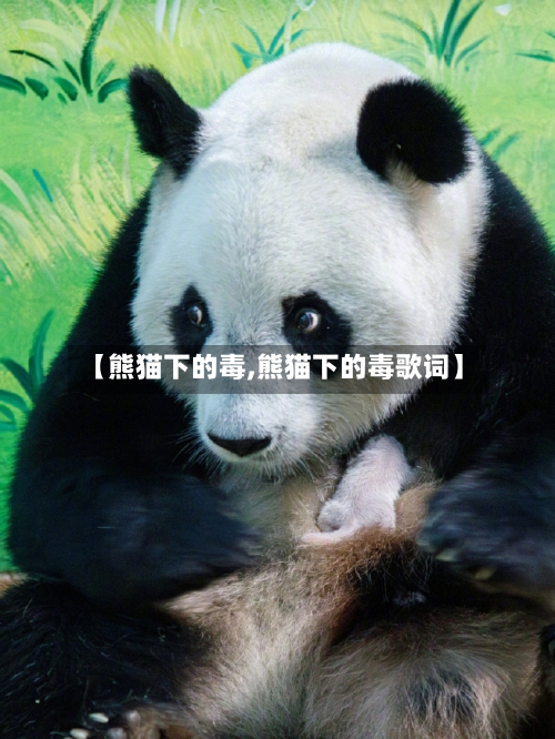 【熊猫下的毒,熊猫下的毒歌词】-第1张图片