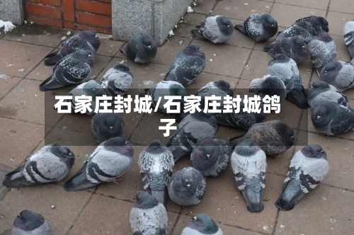 石家庄封城/石家庄封城鸽子-第2张图片