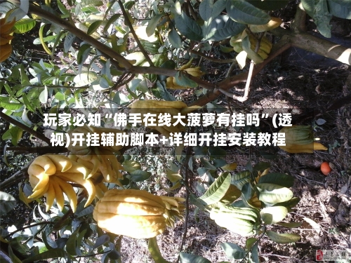 玩家必知“佛手在线大菠萝有挂吗”(透视)开挂辅助脚本+详细开挂安装教程-第1张图片