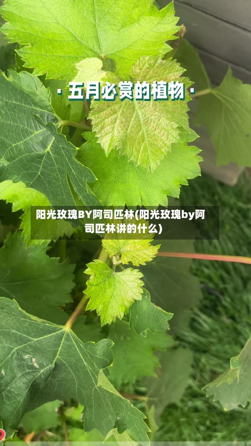 阳光玫瑰BY阿司匹林(阳光玫瑰by阿司匹林讲的什么)-第1张图片