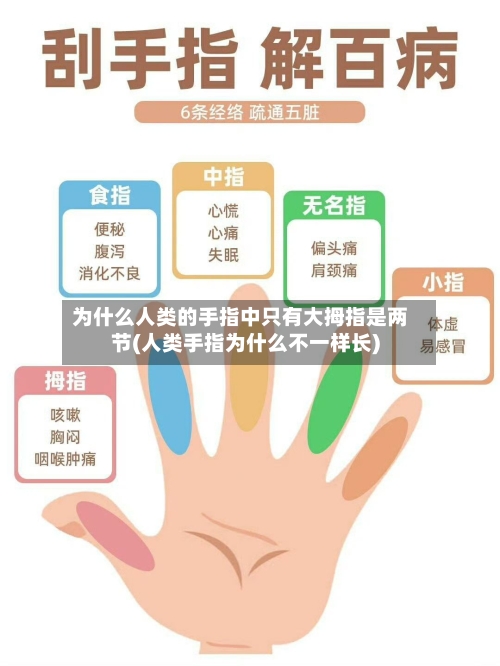 为什么人类的手指中只有大拇指是两节(人类手指为什么不一样长)-第1张图片
