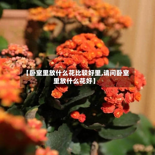 【卧室里放什么花比较好里,请问卧室里放什么花好】-第1张图片